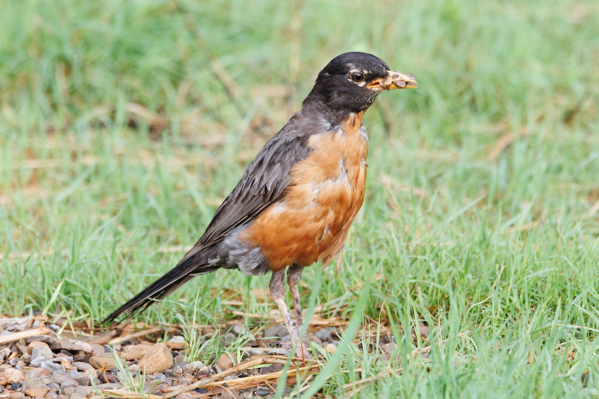 Zozo papargorria - ML639072660
