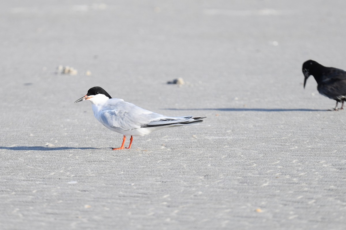 Forster's Tern - ML639072661