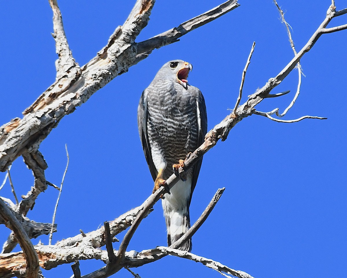 Gray Hawk - ML639072696