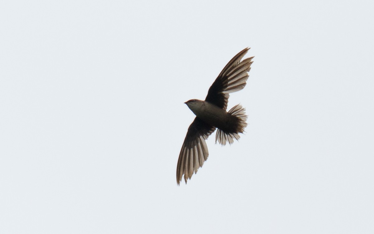 Vaux's Swift (Richmond's) - ML639072703
