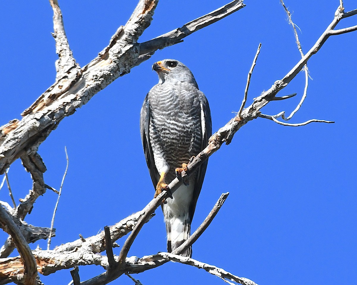 Gray Hawk - ML639072727