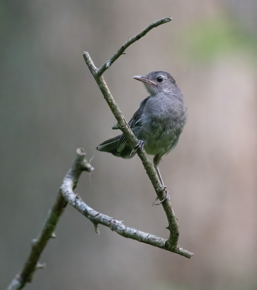 Gray Catbird - ML639072749