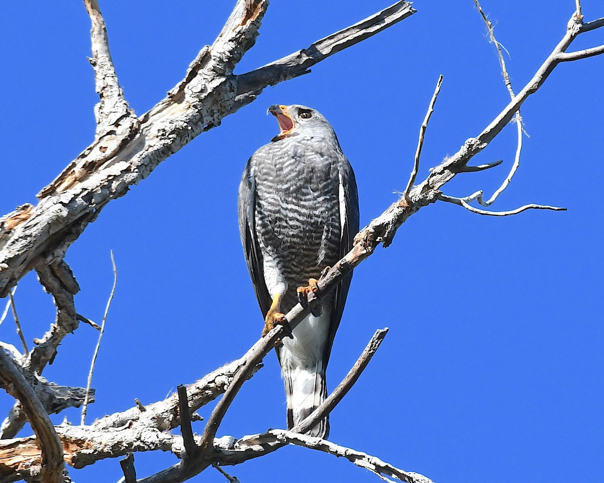 Gray Hawk - ML639072753