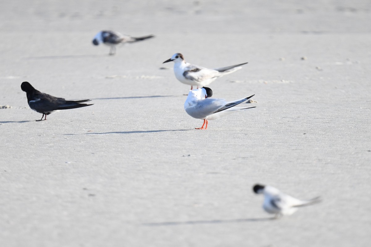 Forster's Tern - ML639072754