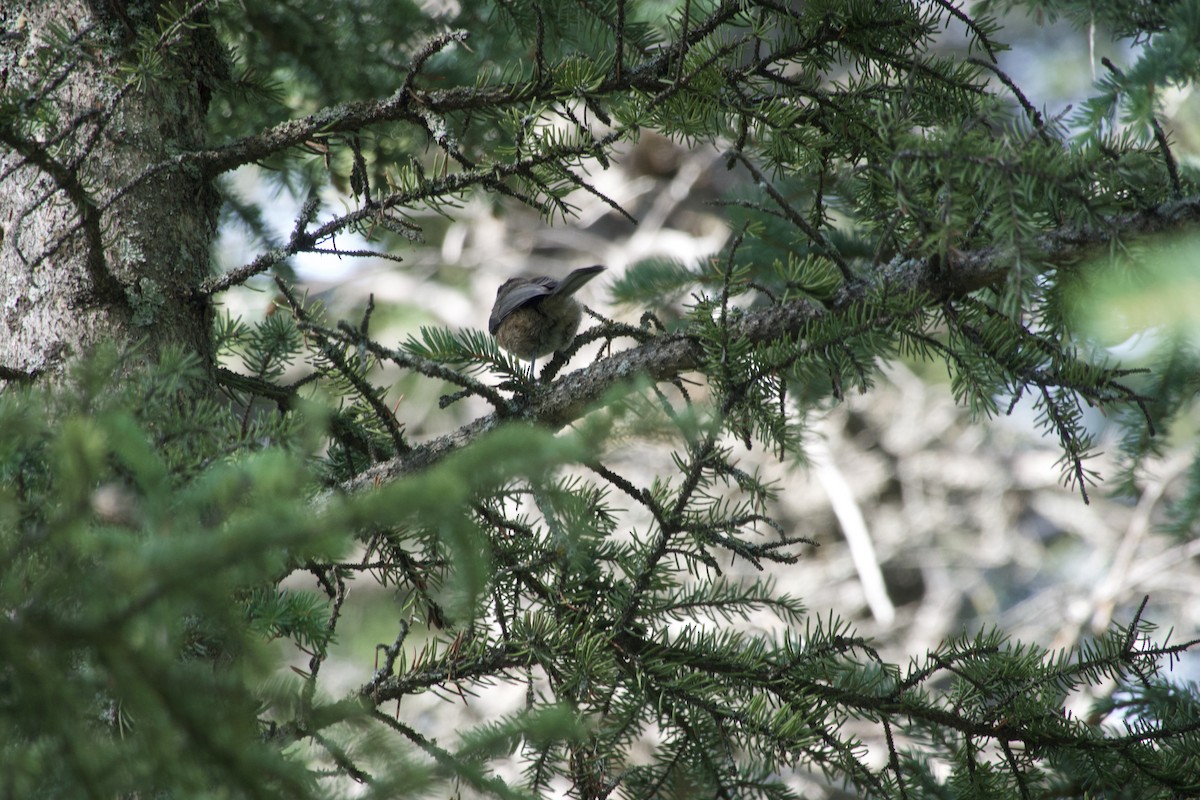 Boreal Chickadee - ML639072764