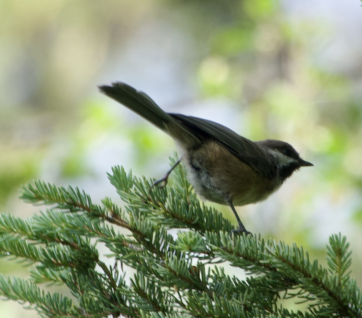 Boreal Chickadee - ML639072792