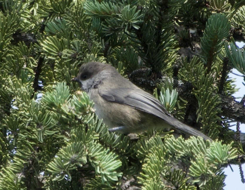 Boreal Chickadee - ML639072793