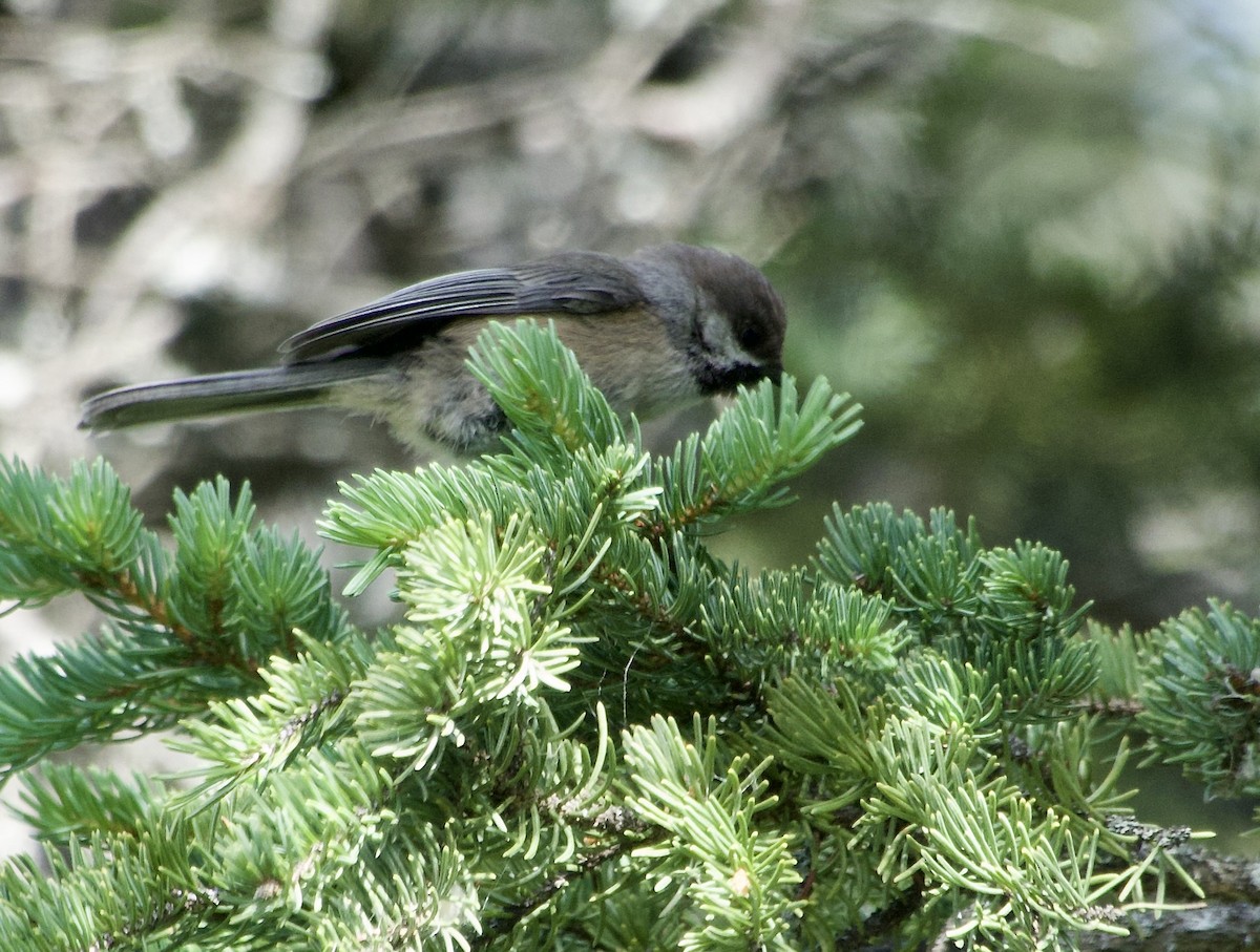 Boreal Chickadee - ML639072794