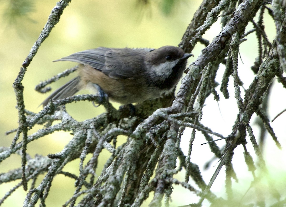Boreal Chickadee - ML639072795
