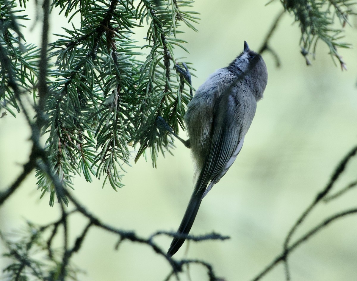 Boreal Chickadee - ML639072796