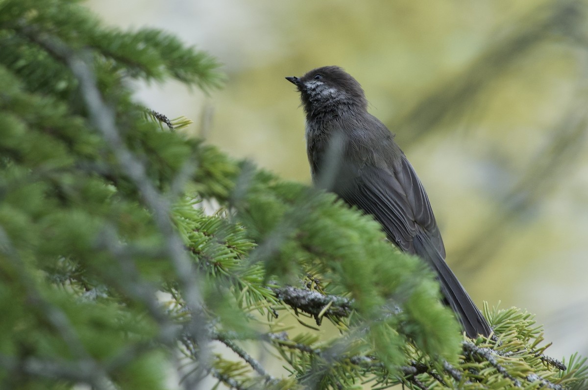 Boreal Chickadee - ML639072798