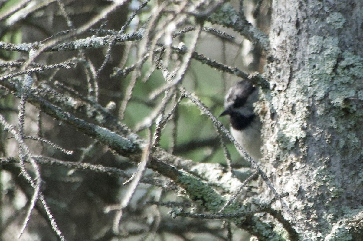Mountain Chickadee - ML639072812