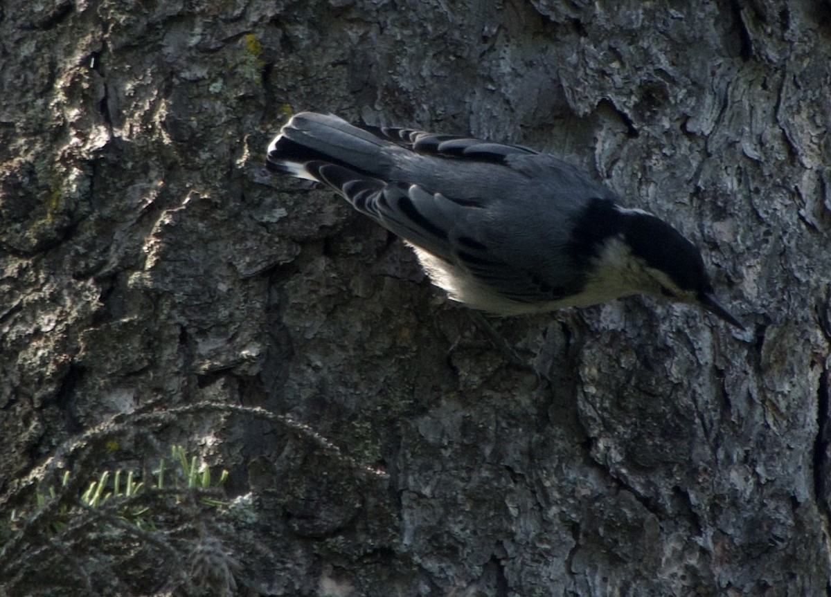 White-breasted Nuthatch - ML639072822