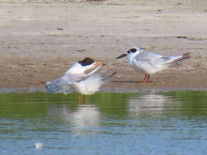 Forster's Tern - ML639072828