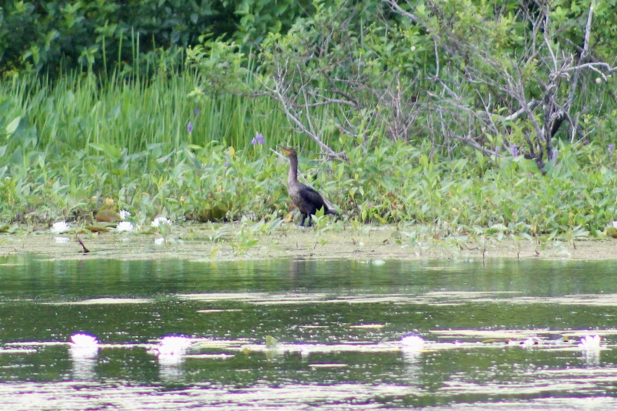 Cormoran à aigrettes - ML639072841