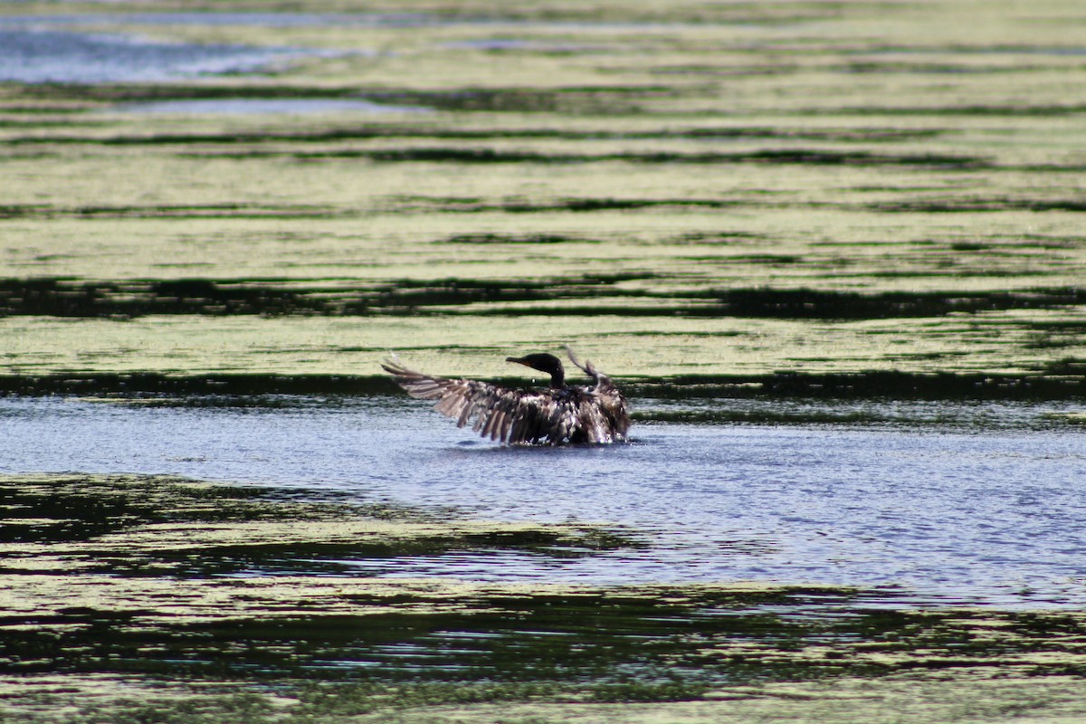 Cormoran à aigrettes - ML639072842