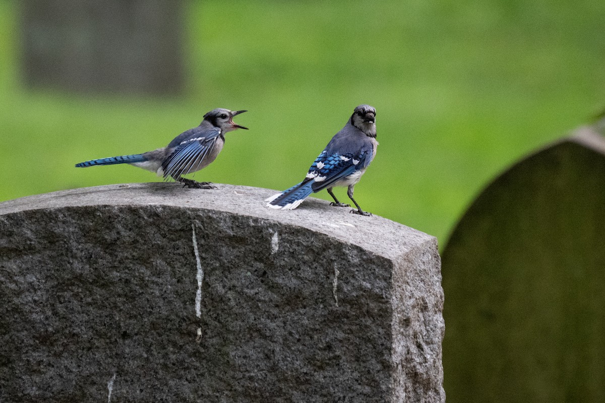 Blue Jay - ML639072900