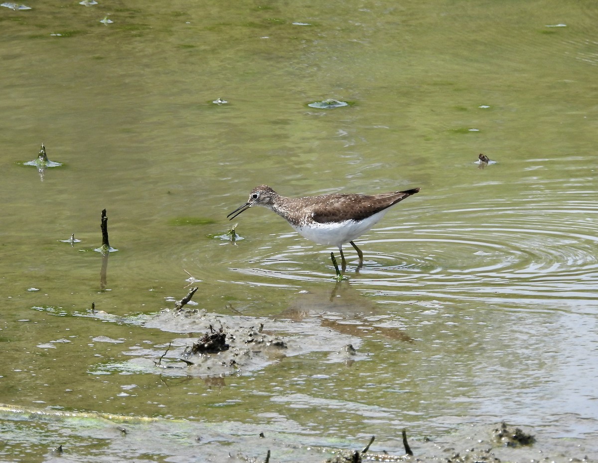 Solitary Sandpiper - ML639072918