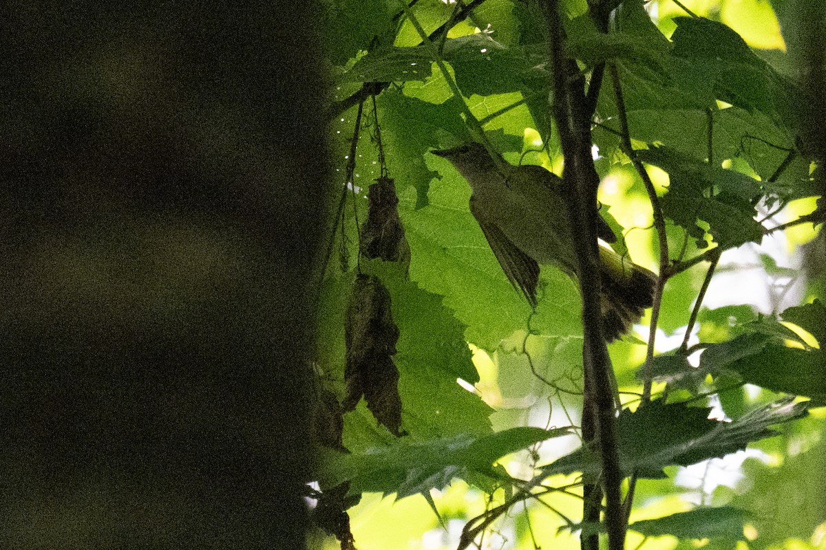 American Redstart - ML639073042