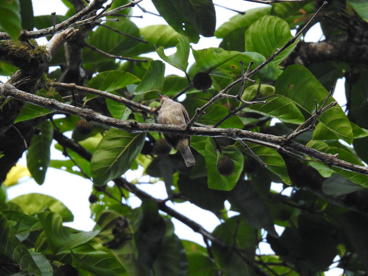 Red-eyed Bulbul - ML639073055