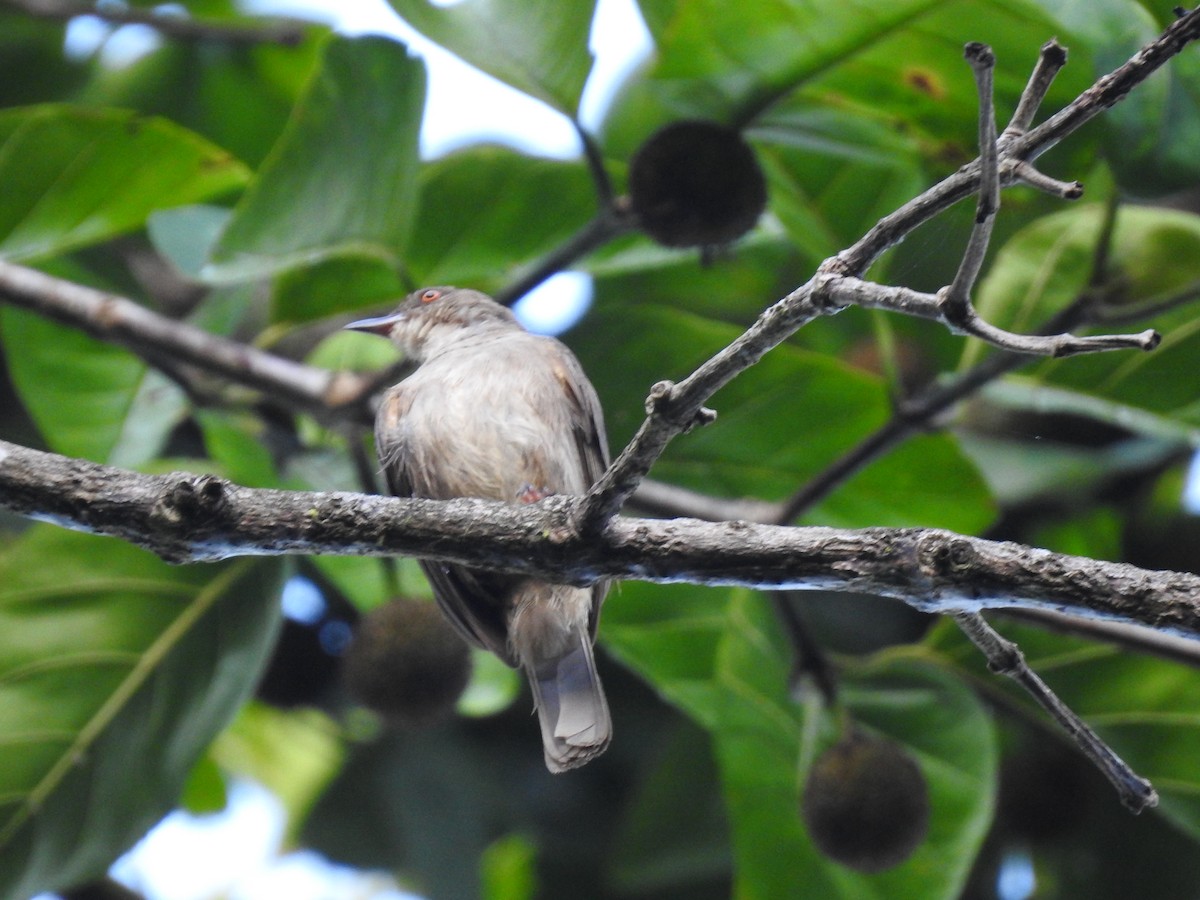 Red-eyed Bulbul - ML639073056