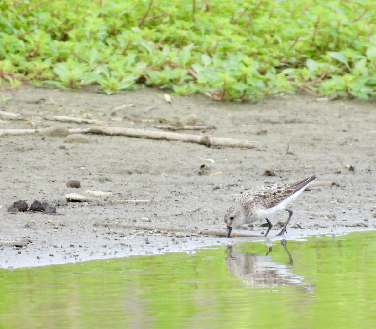 Semipalmated Sandpiper - ML639073127