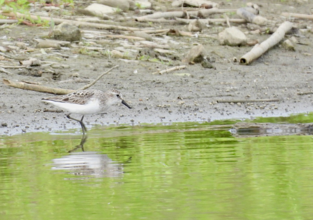 Semipalmated Sandpiper - ML639073128