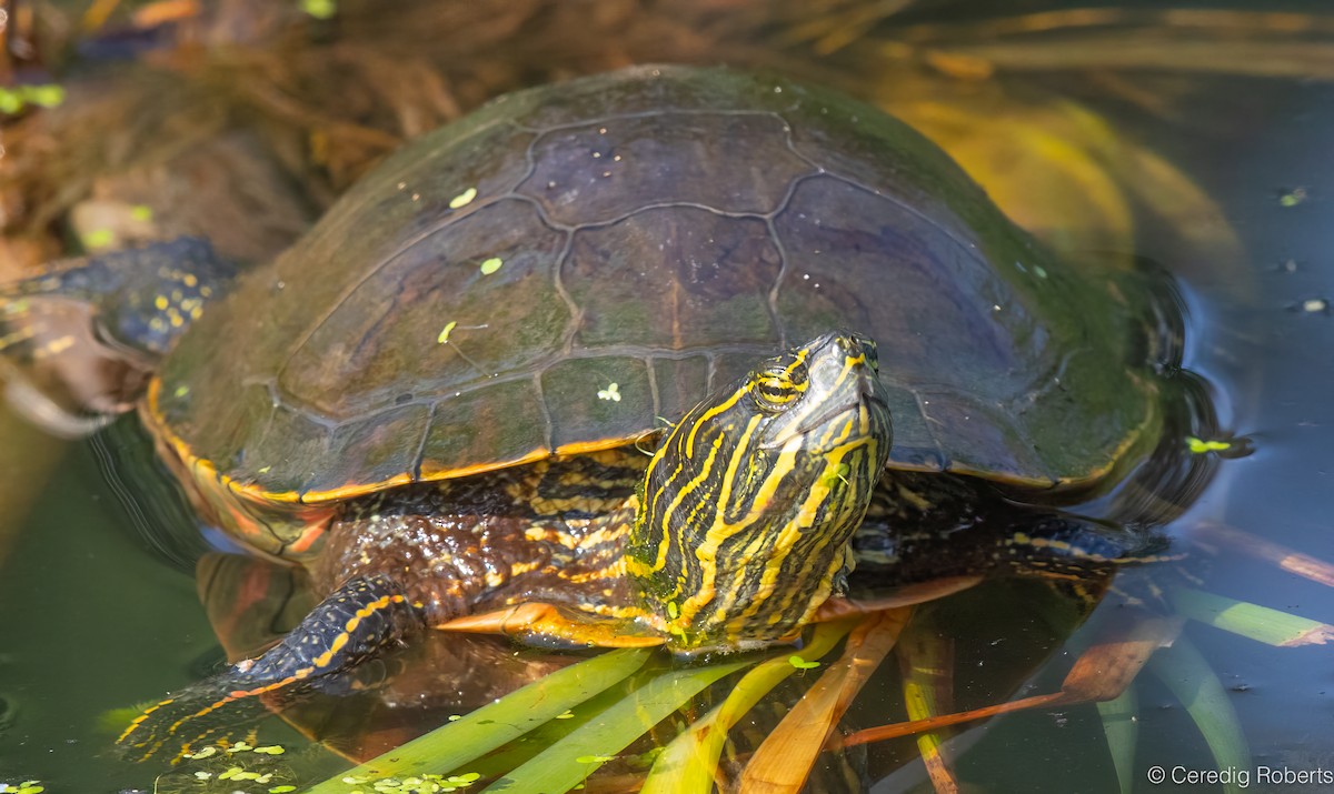 Painted Turtle - ML639073140