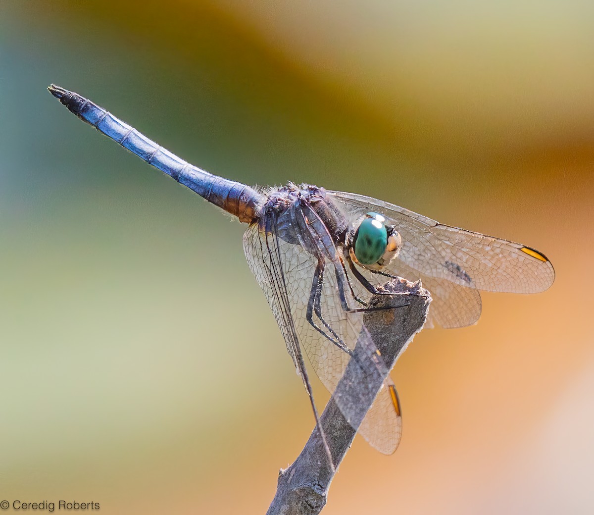 Blue Dasher - ML639073141