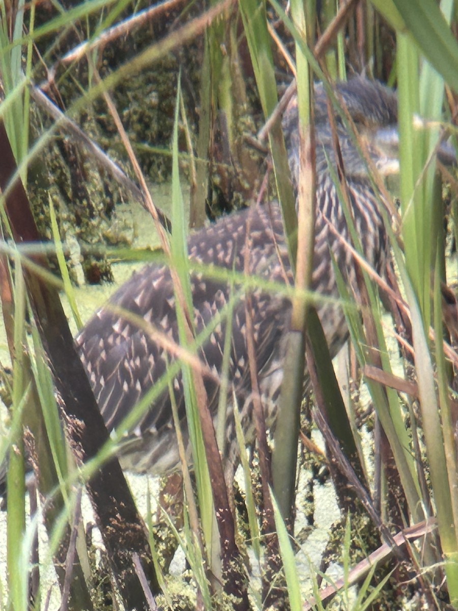 Yellow-crowned Night Heron - ML639073212