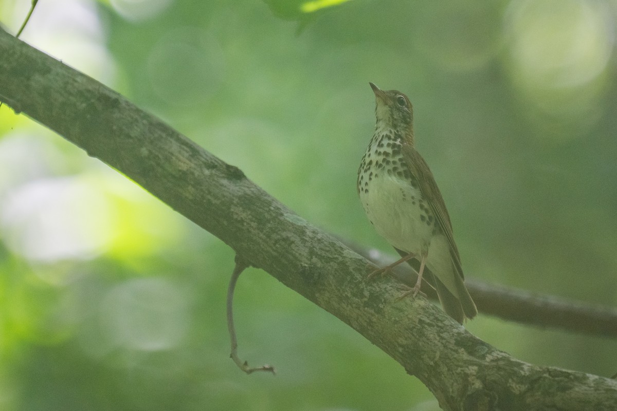 Wood Thrush - ML639073253