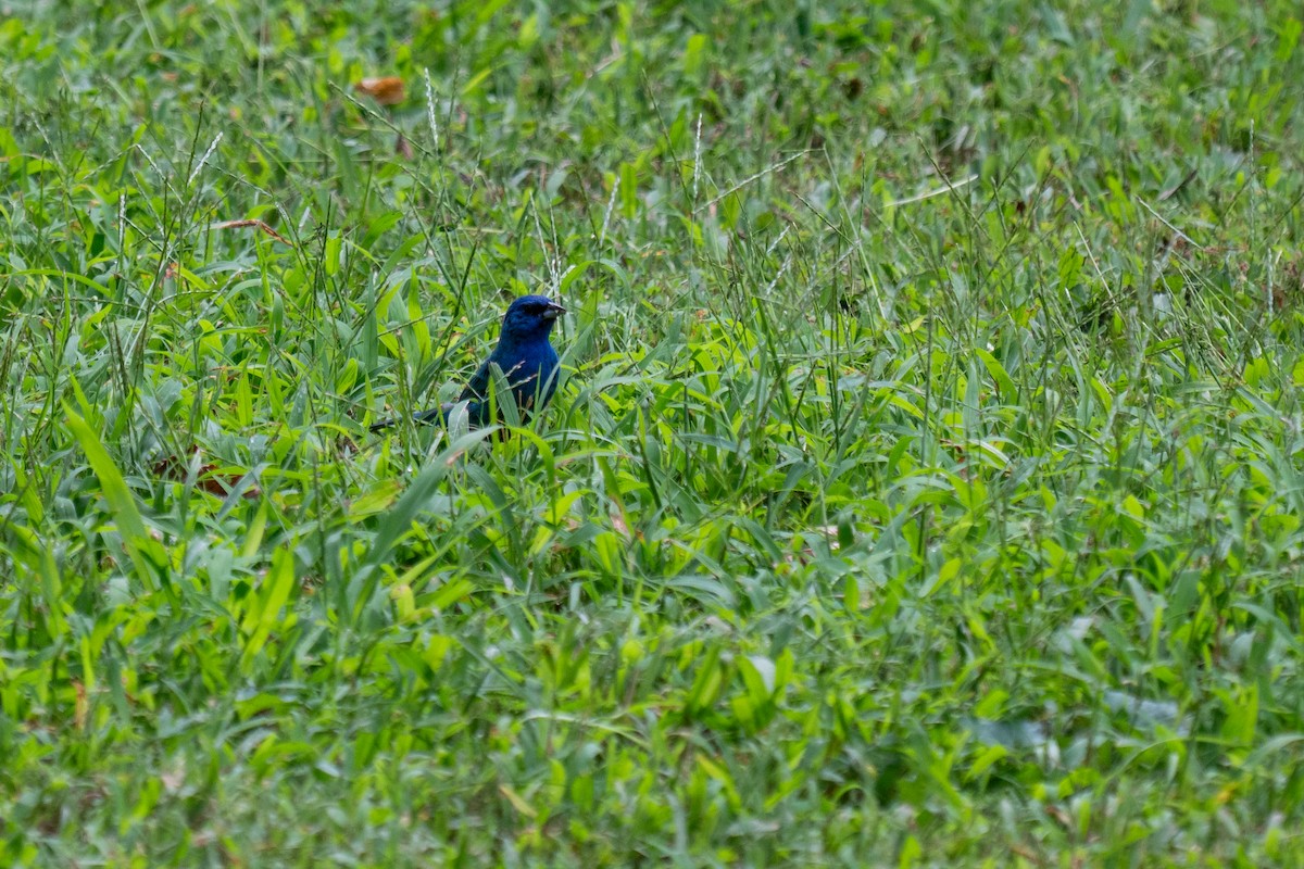 Indigo Bunting - ML639073255