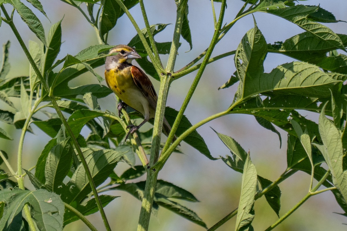 Dickcissel - ML639073268