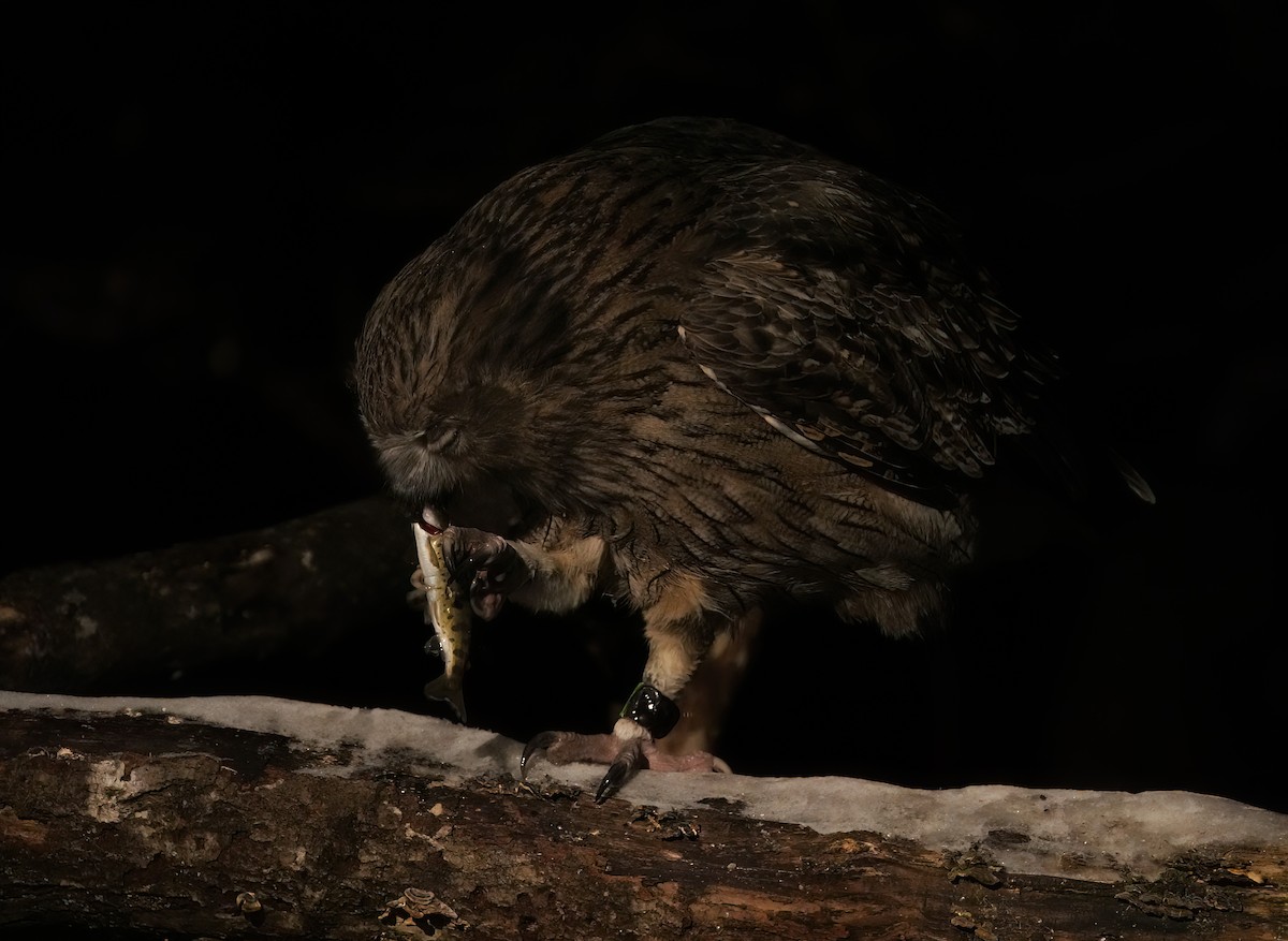 Blakiston's Fish-Owl - ML639073297
