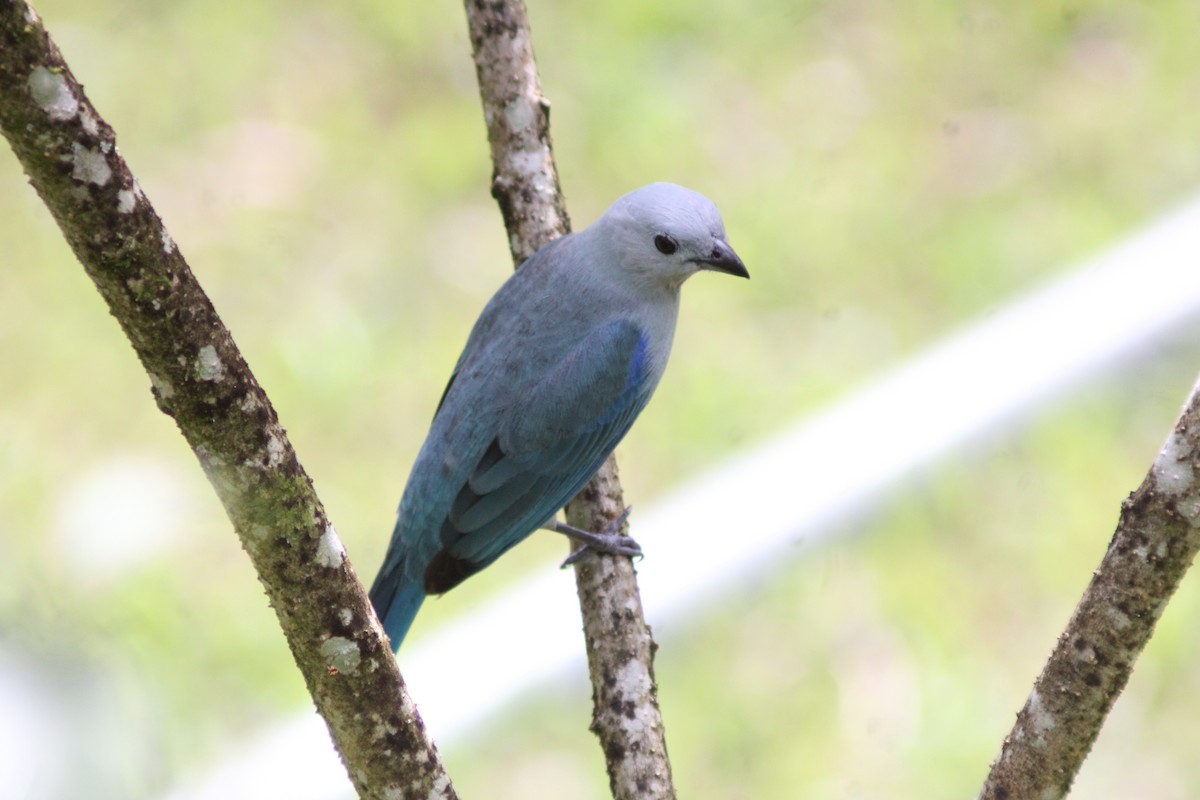 ソライロフウキンチョウ - ML639073356
