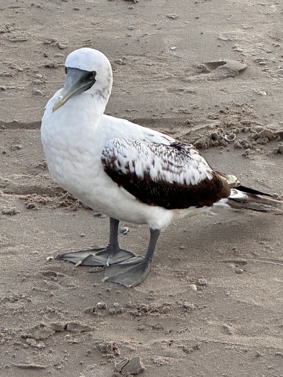 Masked Booby - ML639073363