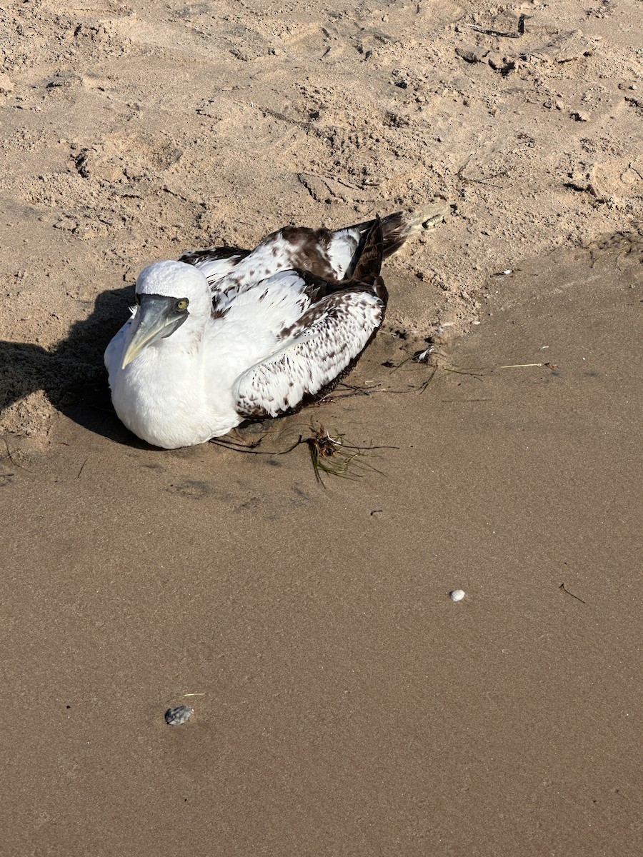 Masked Booby - ML639073364