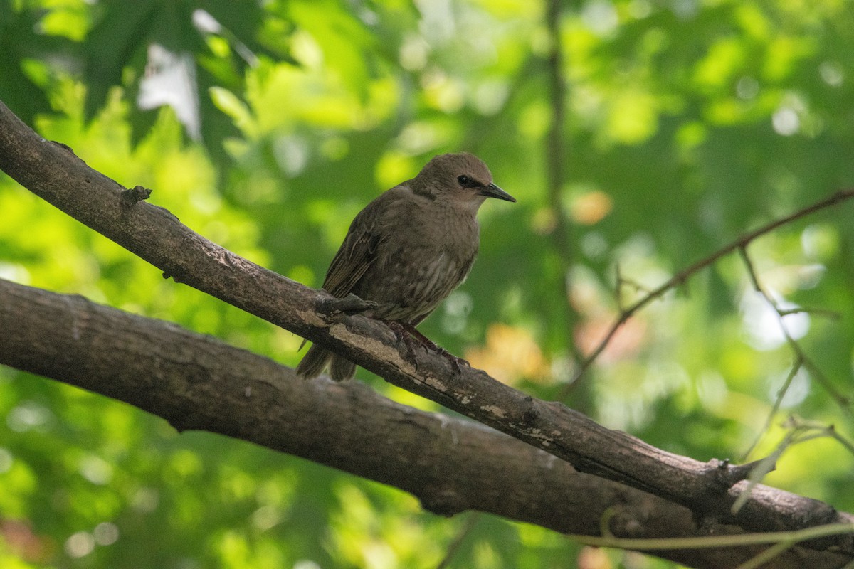European Starling - ML639073373