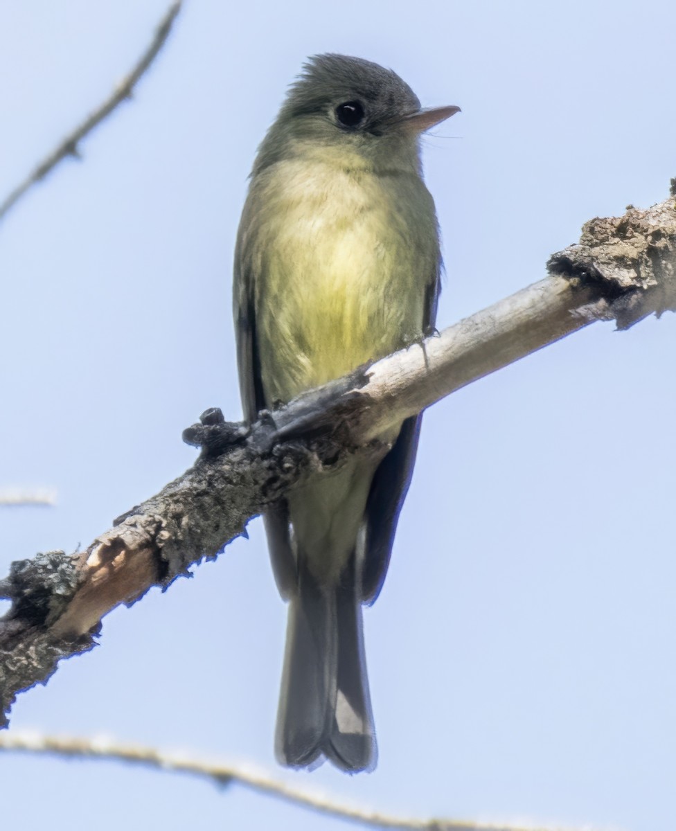 Western Flycatcher (Cordilleran) - ML639073395