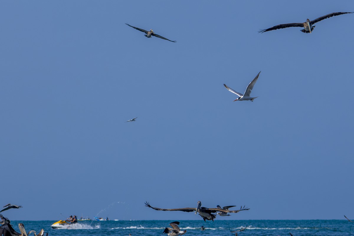 שחפית הדורה - ML639073434