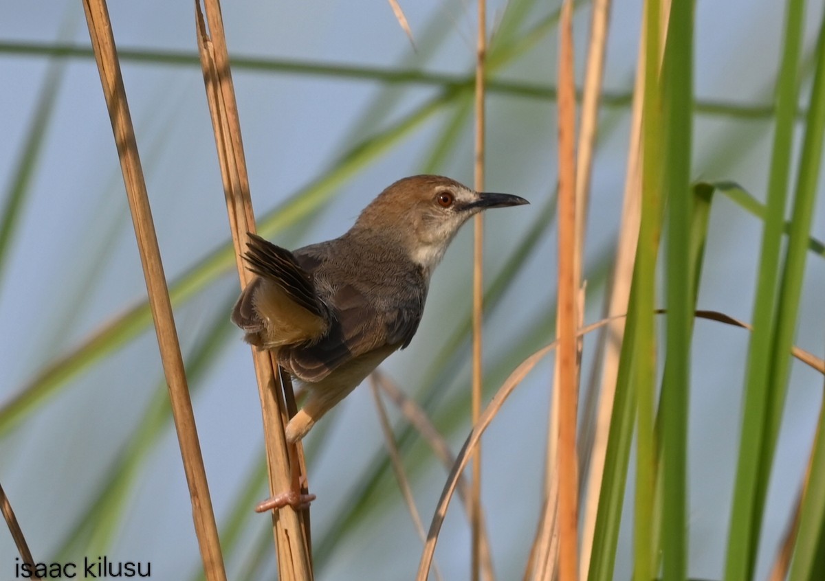 Kilombero Cisticola - ML639073458