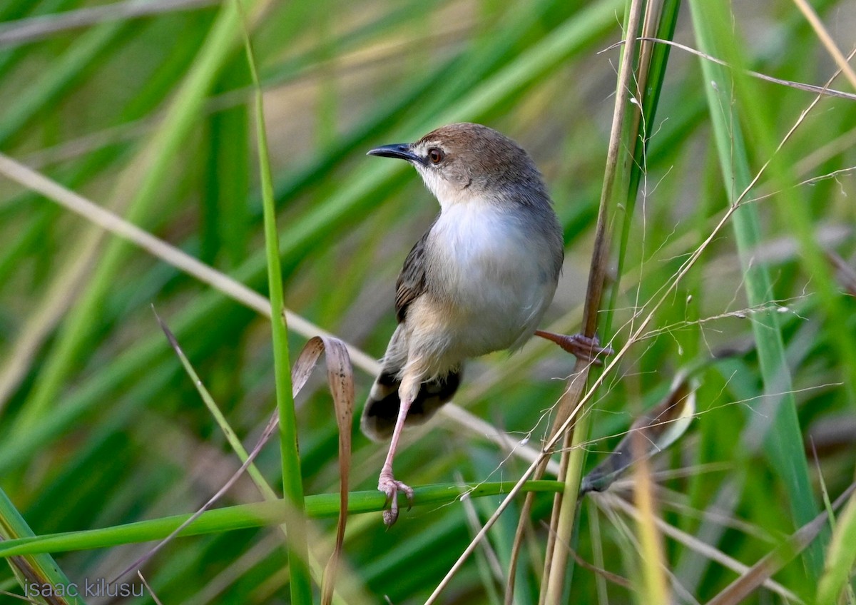 Kilombero Cisticola - ML639073459