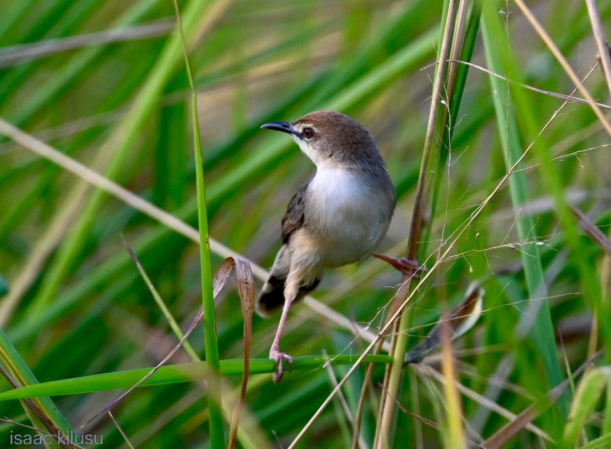 Kilombero Cisticola - ML639073460