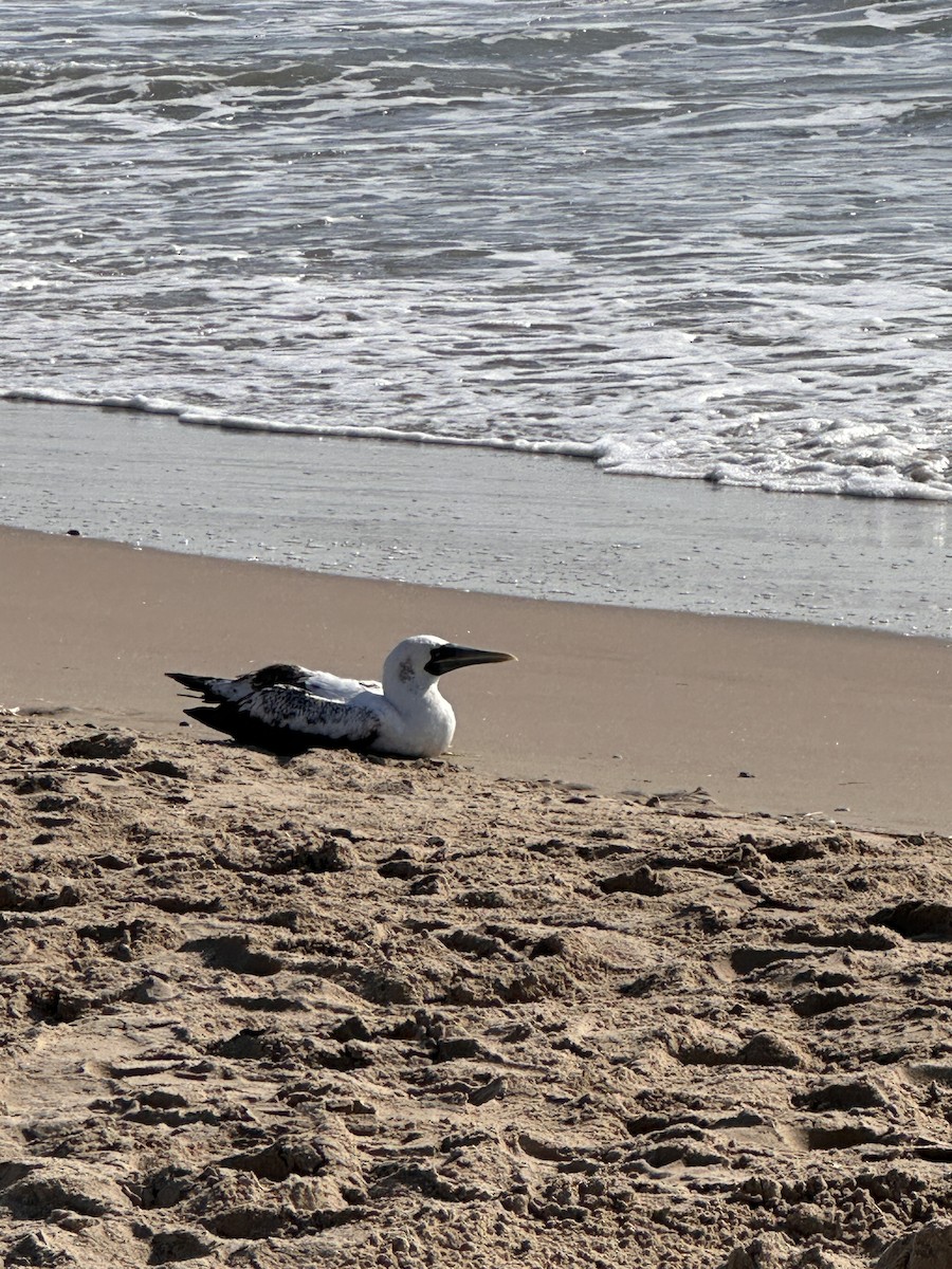 Masked Booby - ML639073532