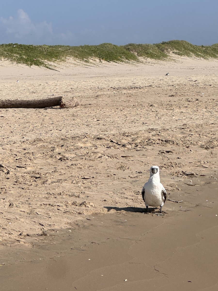 Masked Booby - ML639073533