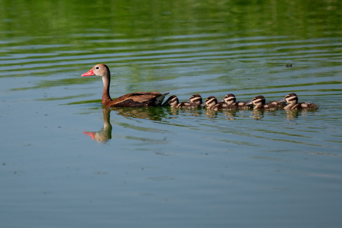 Black-bellied Whistling-Duck - ML639073534