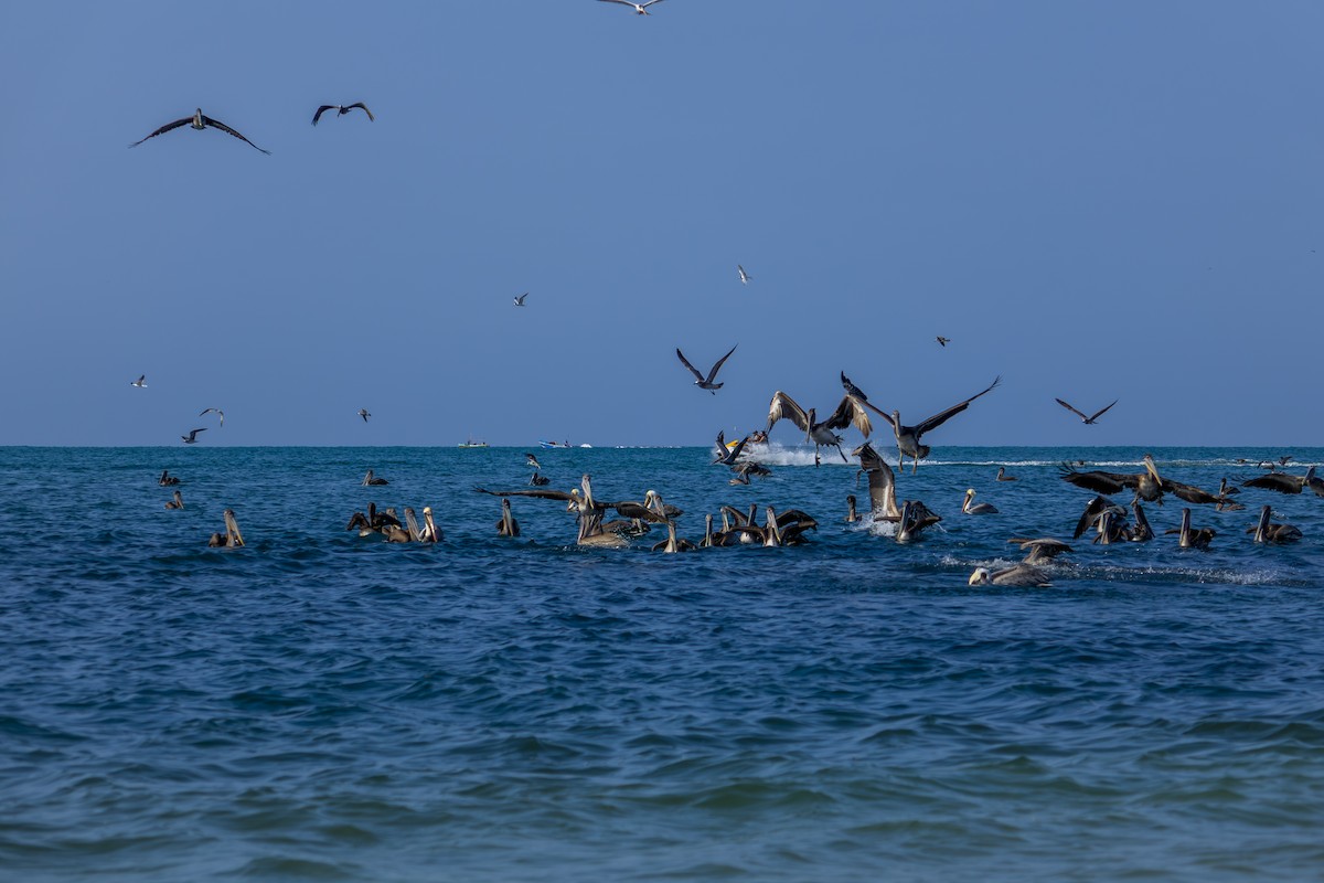 שחפית הדורה - ML639073551