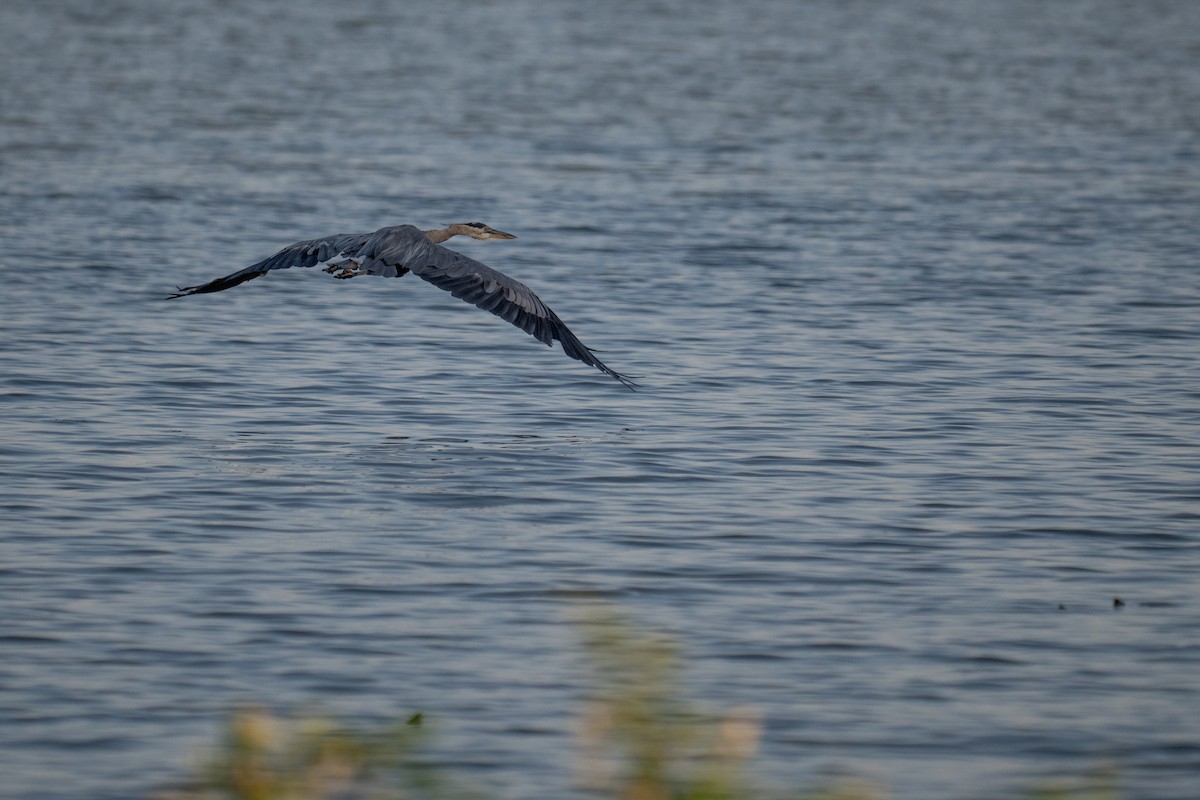 אנפה אמריקנית - ML639073566