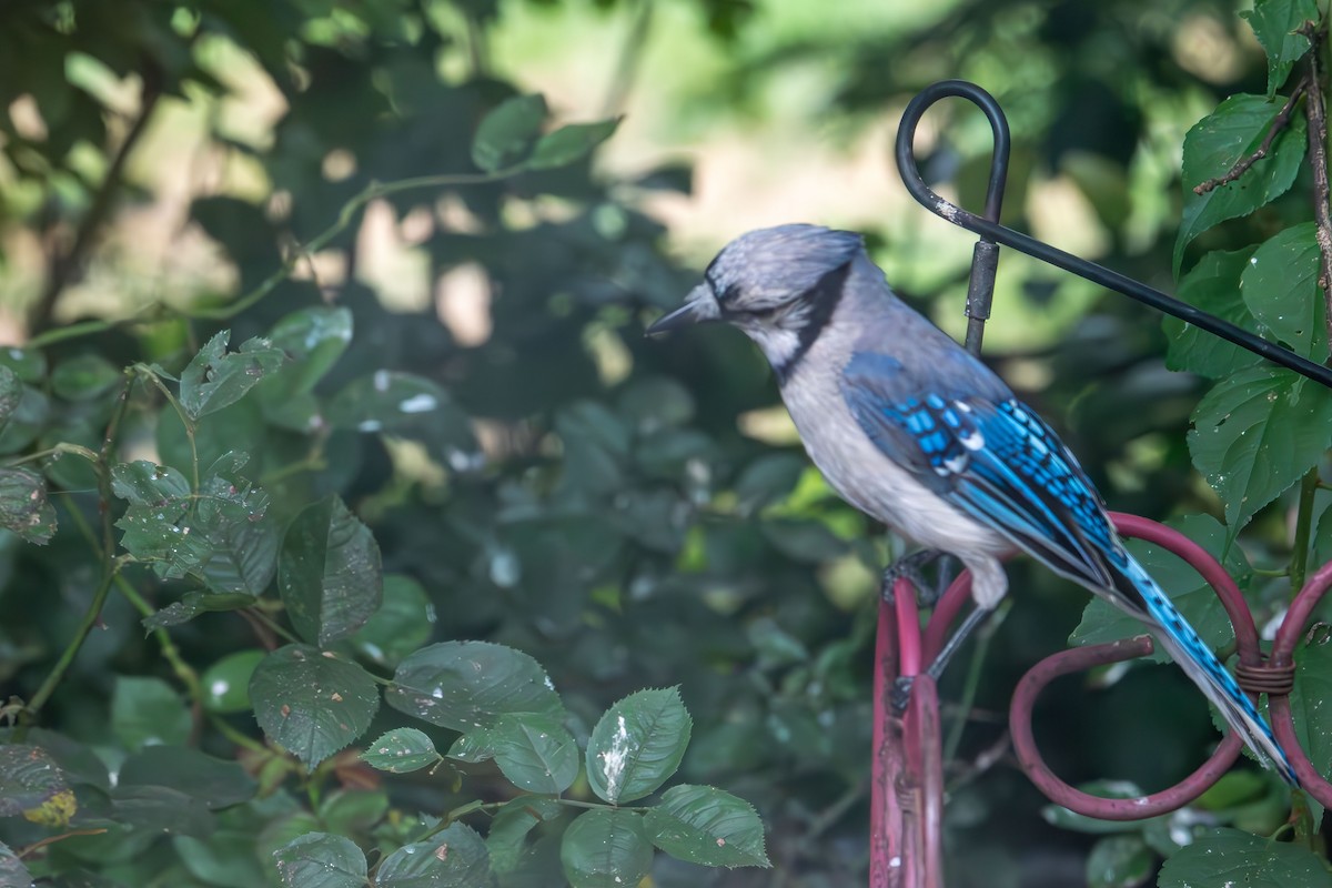 Blue Jay - ML639073568