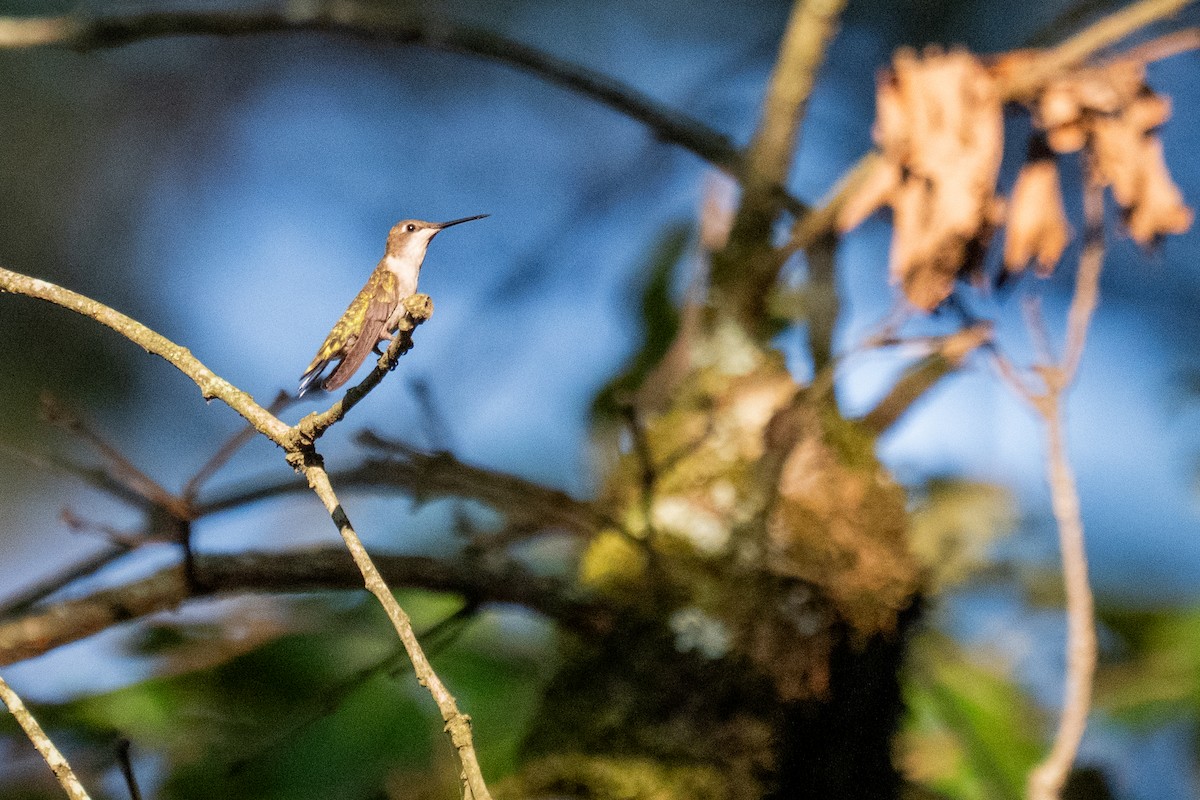 Ruby-throated Hummingbird - ML639073570